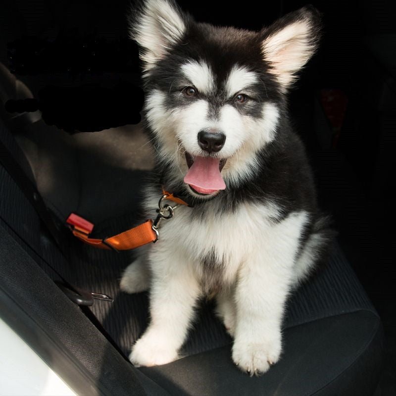 Pet Car Seat Belt for Dogs & Cats, Adjustable Safety Harness, Travel Seatbelt, Durable & Secure
