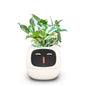 Smart Small Flower Pot Flower Pot Ivy Desktop Green Plant vase for quіtіa
